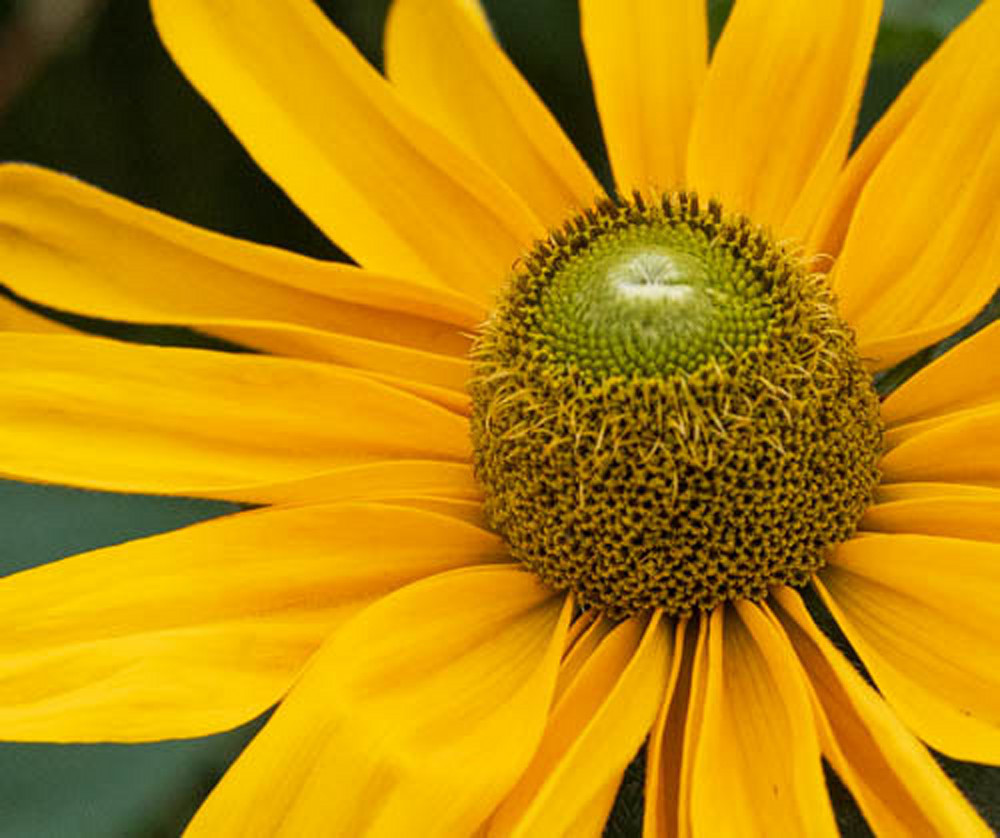 844 A1175 Photography Art | Michelle Leslye Photography