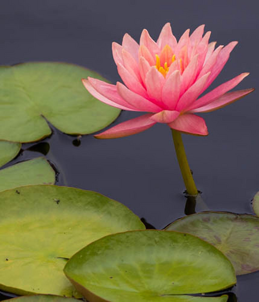 844 A1065 Photography Art | Michelle Leslye Photography