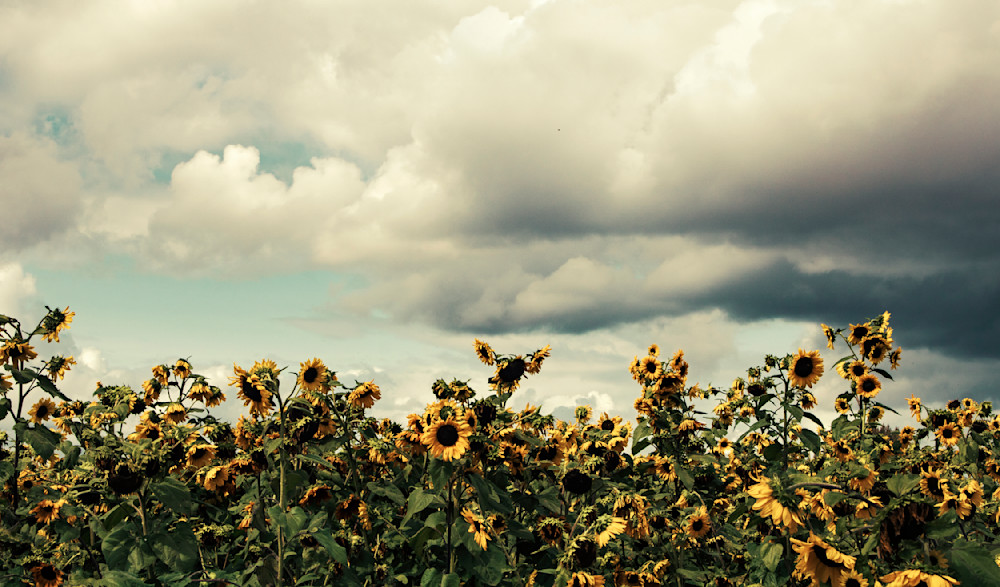 Sunflower Field Photograph