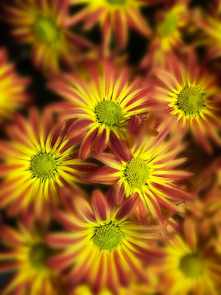 Color Crush Art | Sky + Sparks Luxury Fine Art