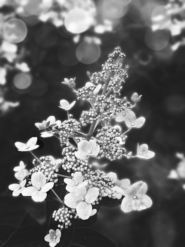 White Magic Sp Art | Sky + Sparks Luxury Fine Art