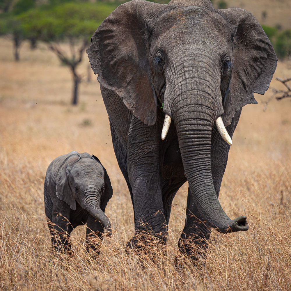 Scott Kasden | Shop Photo of mother and baby elephant