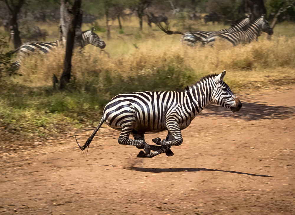 Africa 2019 Zebra Stampede 3 Photography Art | Kasden Photography
