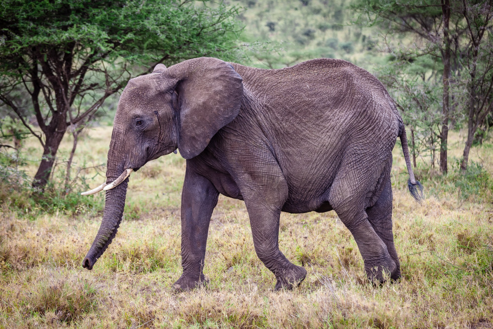 Scott Kasden | Shop Photograph of lone young male elephant
