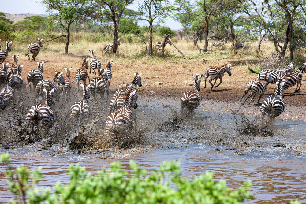 Scott Kasden | Shop Photo of zebra stampeding in water

