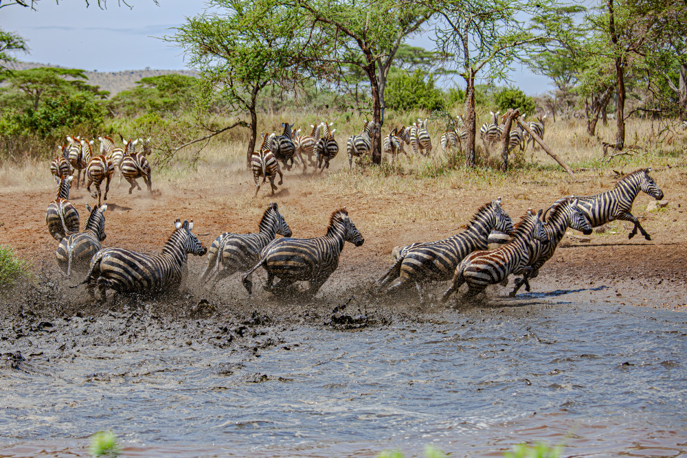 Scott Kasden | Shop Photo of a zebra stampede through water

