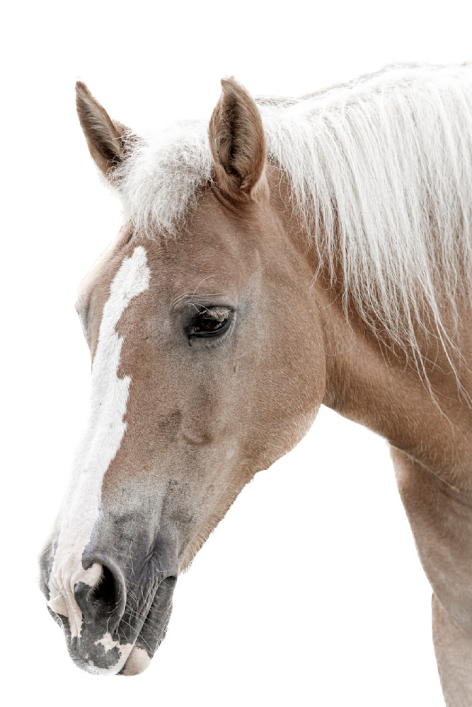 Horses Images | Wall Art | Photos  | Pictures | Pics | Wallpapers