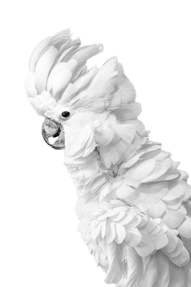 Cockatoos Birds | Images | Dennis Goodman Photography