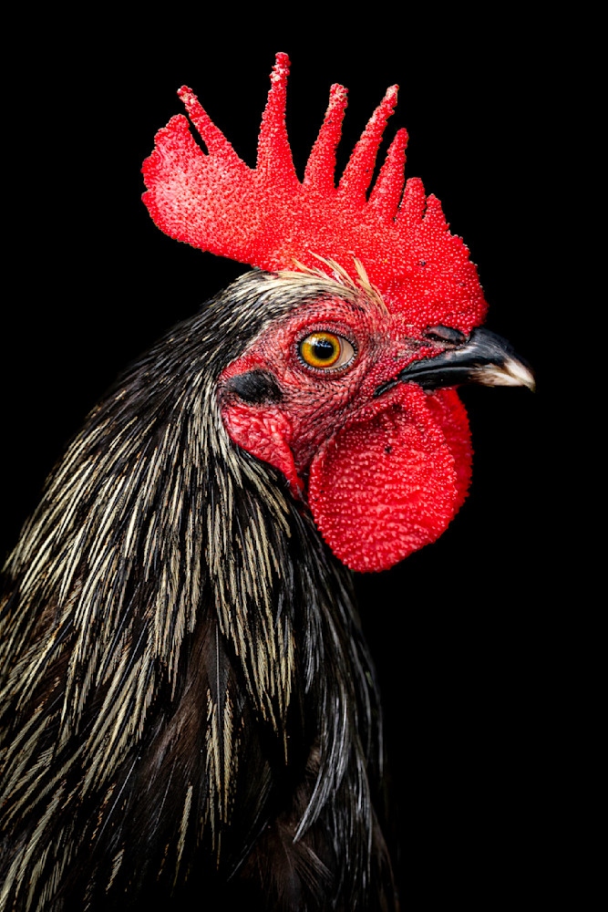 Rooster Birds Images | Art | Dennis Goodman Photography