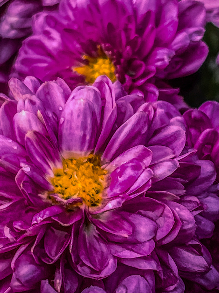 Pink Purple Mum Photography Art | Kimberly Umstead Photography