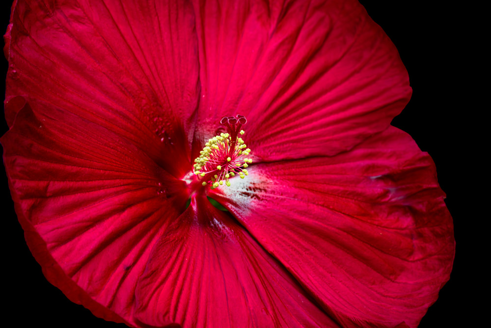 Red Hybiscus 1 Of 1 Photography Art | Kimberly Umstead Photography