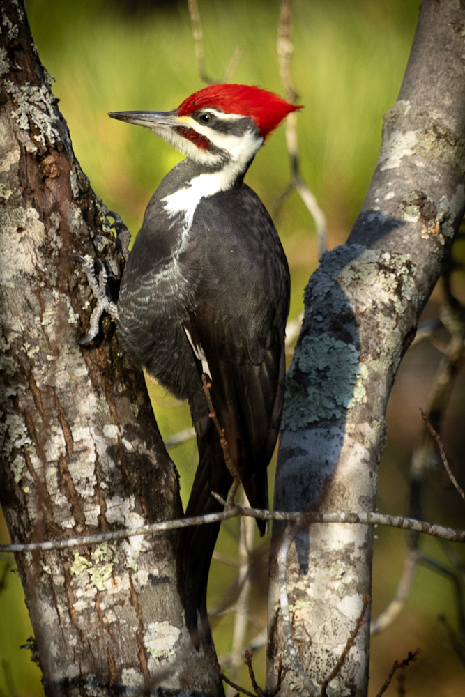 Pileated Wood Pecker Photography Art | Kimberly Umstead Photography