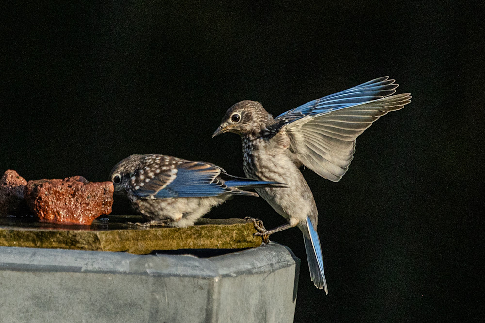 Young Blue Birds Photography Art | Kimberly Umstead Photography
