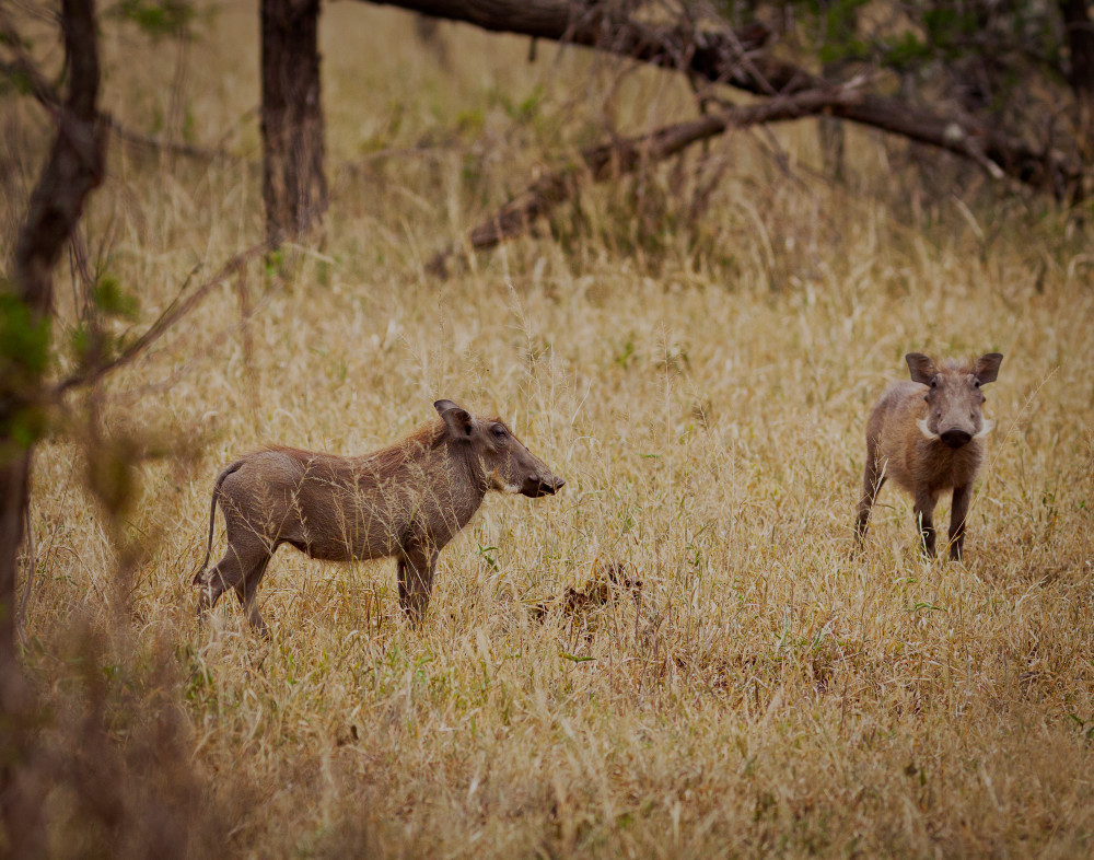 Warthogs Playing Photography Art | Kasden Photography