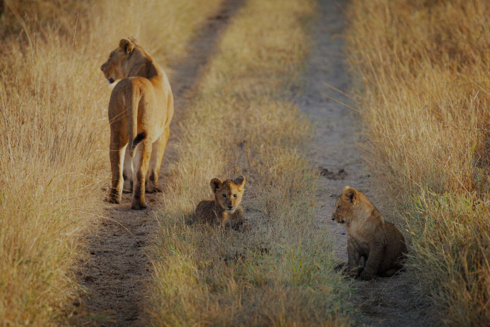 Lioness & Cubs In The Serengeti, Tanzania, On A Morning Stroll . Photography Art | Kasden Photography