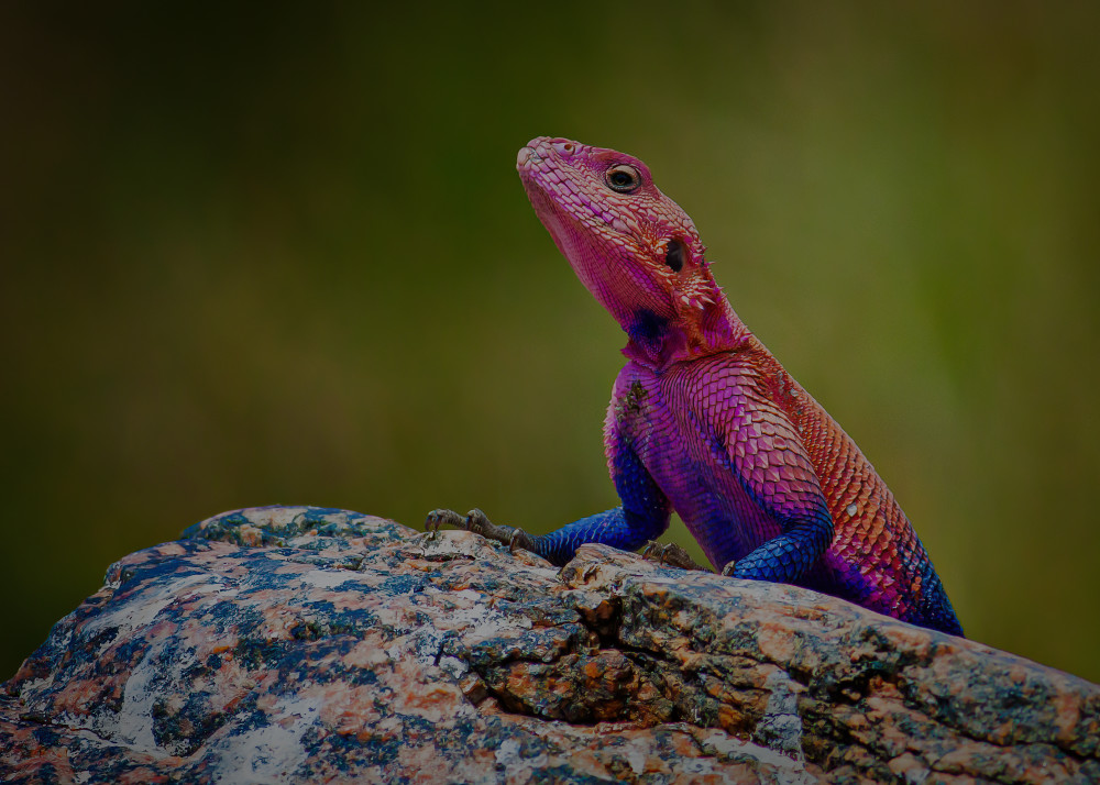 Mwanza Flat Headed Rock Agama Photography Art | Kasden Photography
