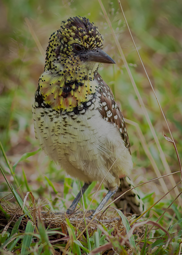 Serengeti Barbet 3 Photography Art | Kasden Photography