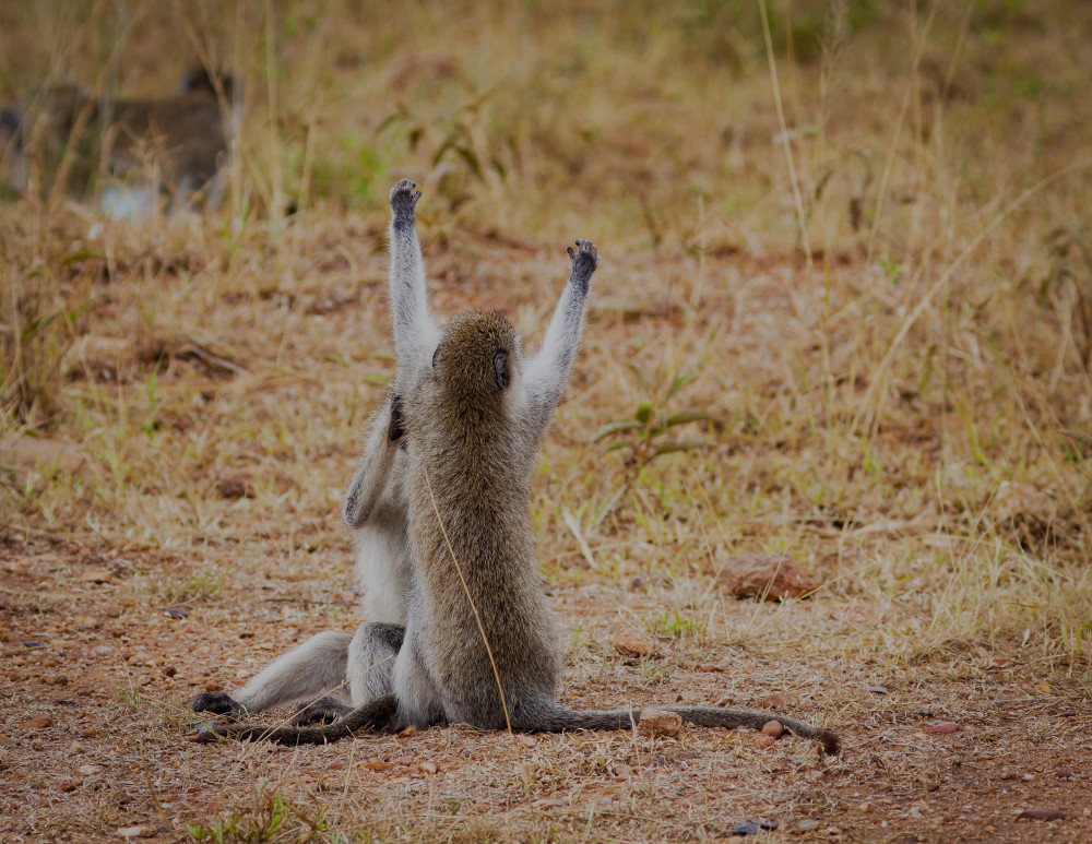 Serengetti 2 Vervets Grooming Photography Art | Kasden Photography