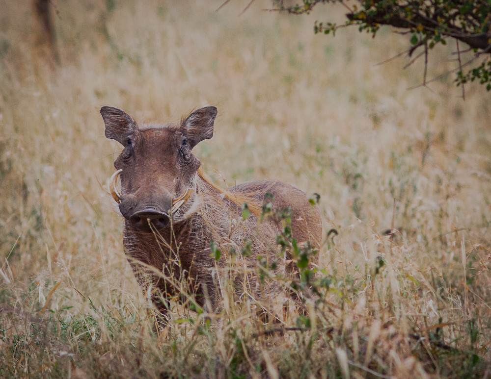 Serengetti Warthog Photography Art | Kasden Photography