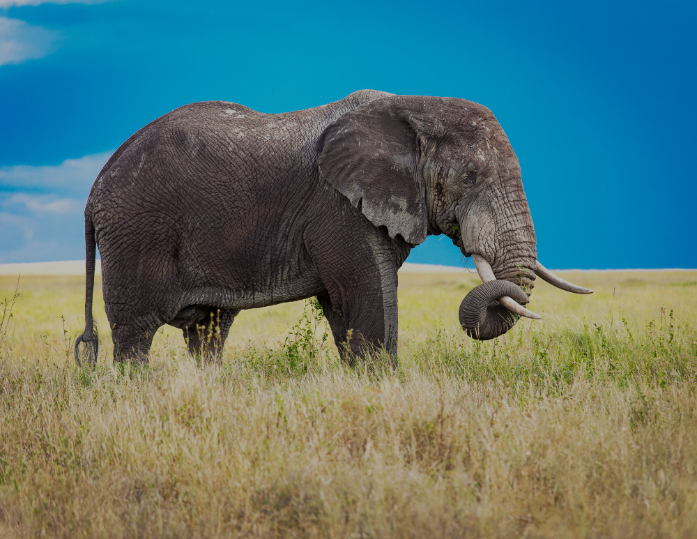 Scott Kasden | Shop Photo solitary elephant on The Serengeti