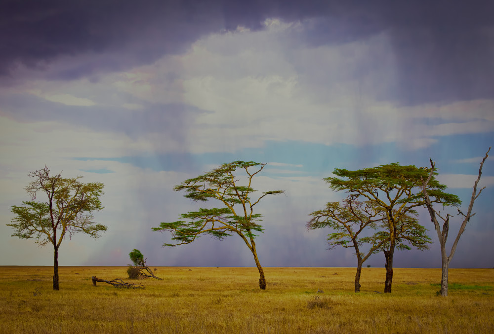 Scott Kasden | Shop photograph of beautiful Serengeti rain
