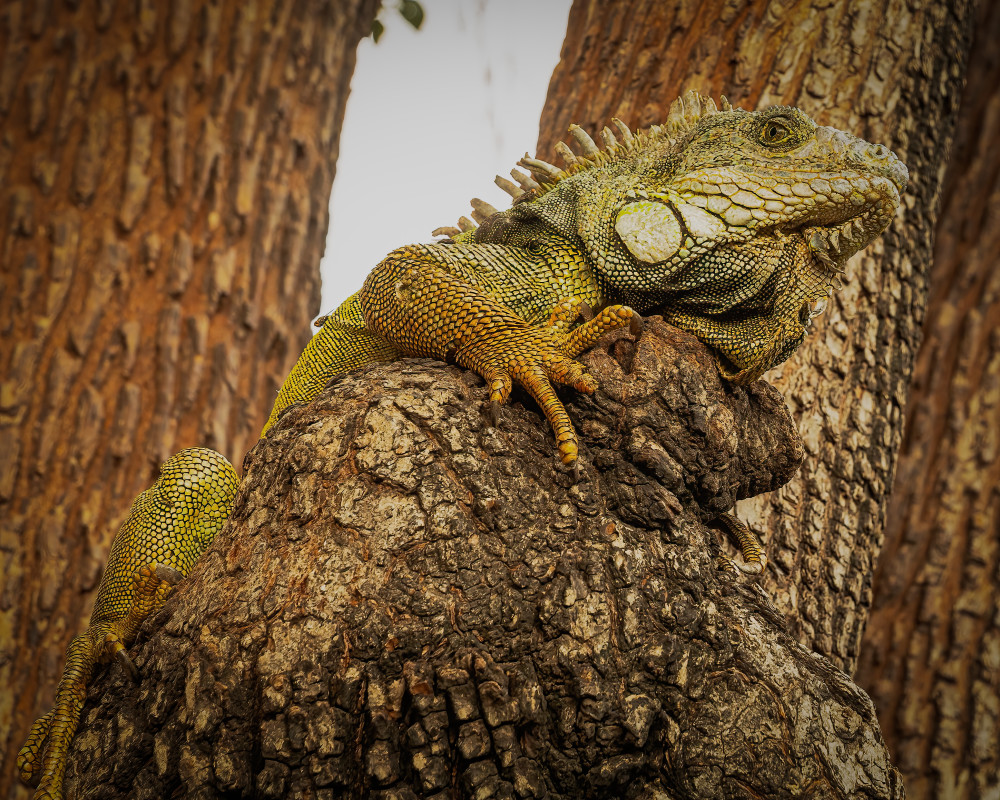 Scott Kasden | Shop photo iguana in tree, Guayaquil, Ecuador

