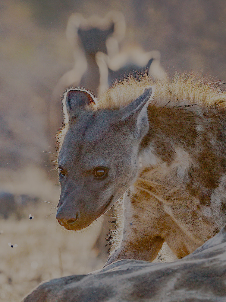 Hyenas Feeding On Giraffe Photography Art | Kasden Photography