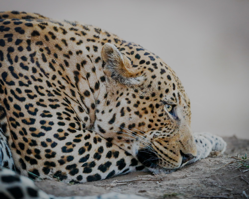 Scott Kasden | Shop profile Photograph of resting leopard 