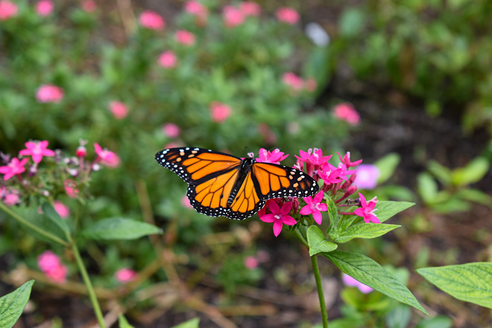 Monarch Butterfly On Egyptian Starcluster Photography Art Kitchen
