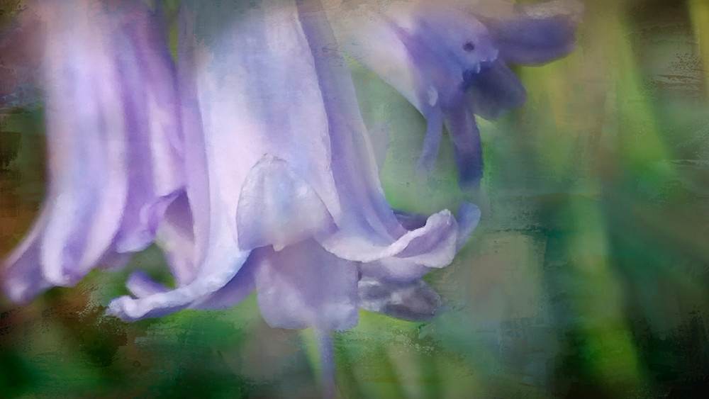 Close Up and Personal- Spanish Bluebell