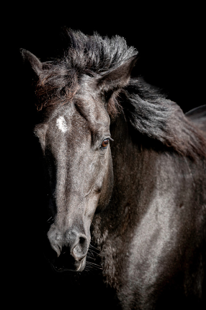 Horses Images | Wall Art | Photos  | Pictures | Pics | Wallpapers