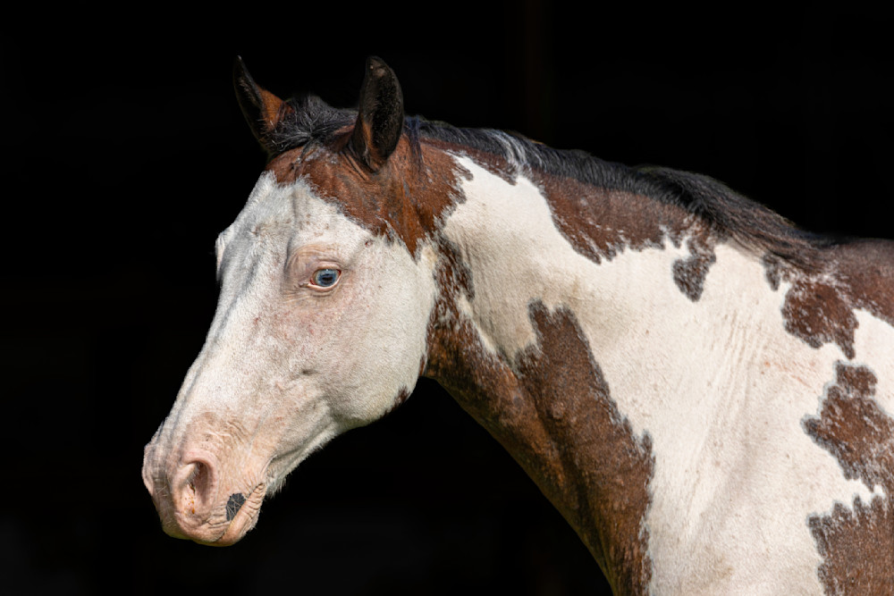 Horses Images | Wall Art | Photos  | Pictures | Pics | Wallpapers