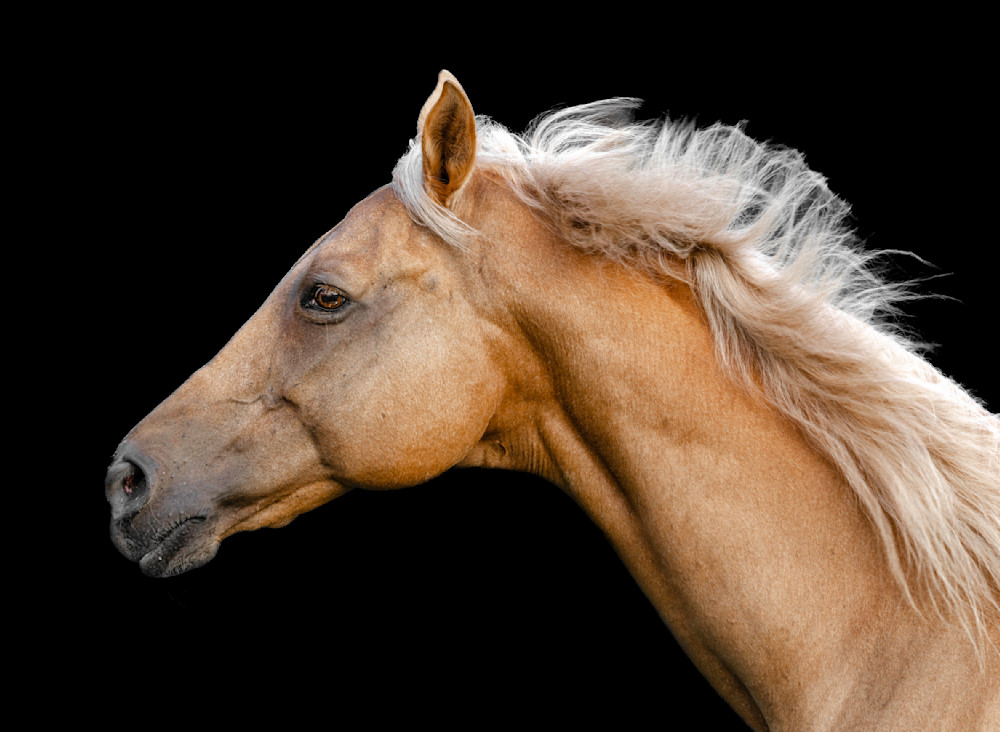 Horses Images | Wall Art | Photos  | Pictures | Pics | Wallpapers