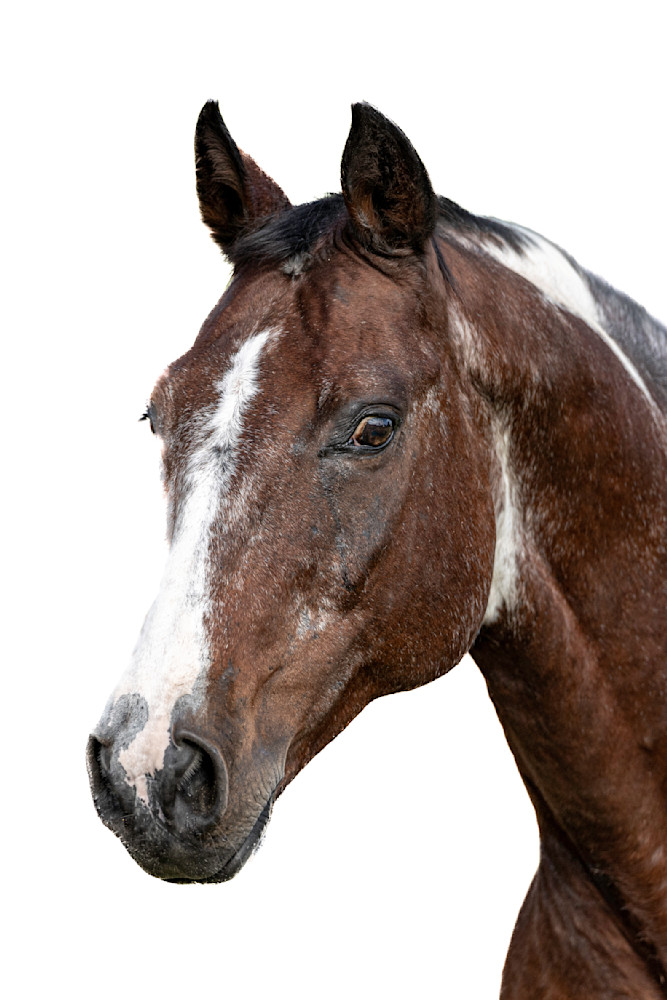 Horses Images | Wall Art | Photos  | Pictures | Pics | Wallpapers