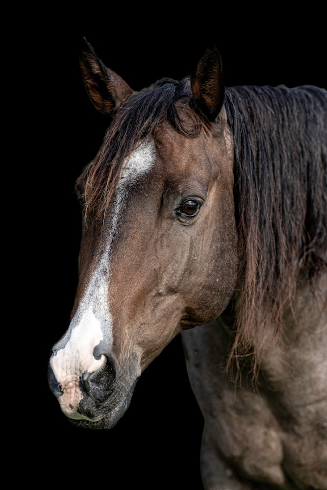 Horses Images | Wall Art | Photos  | Pictures | Pics | Wallpapers