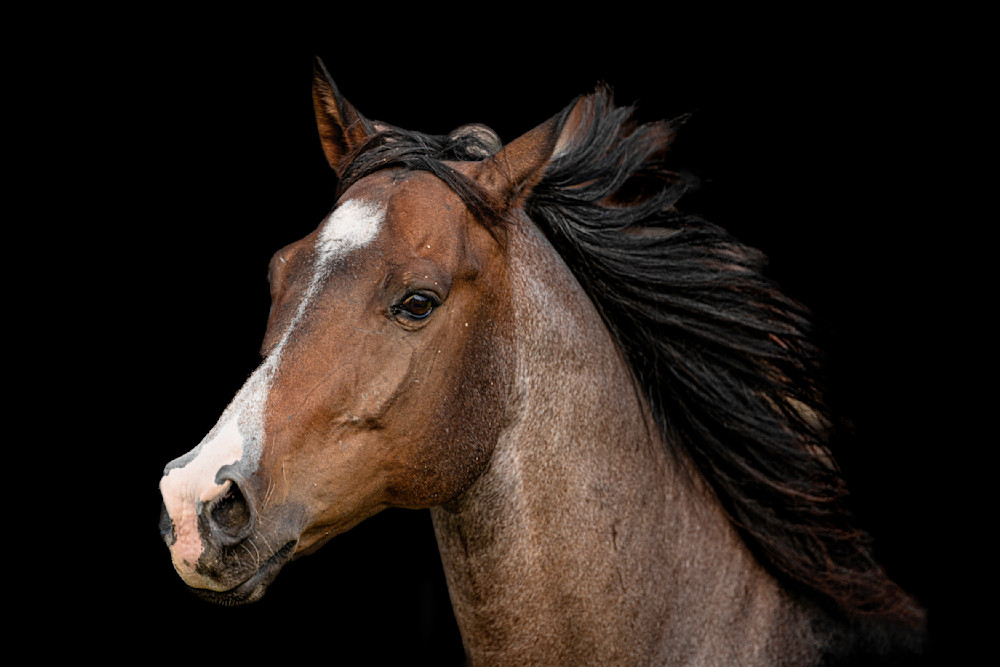 Horses Images | Wall Art | Photos  | Pictures | Pics | Wallpapers