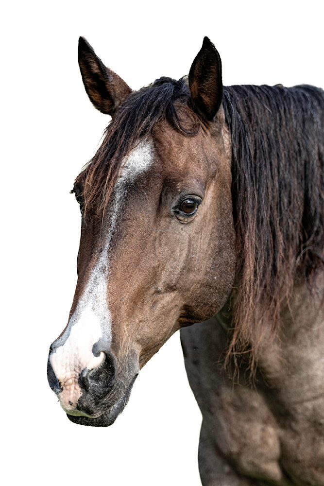 Horses Images | Wall Art | Photos  | Pictures | Pics | Wallpapers