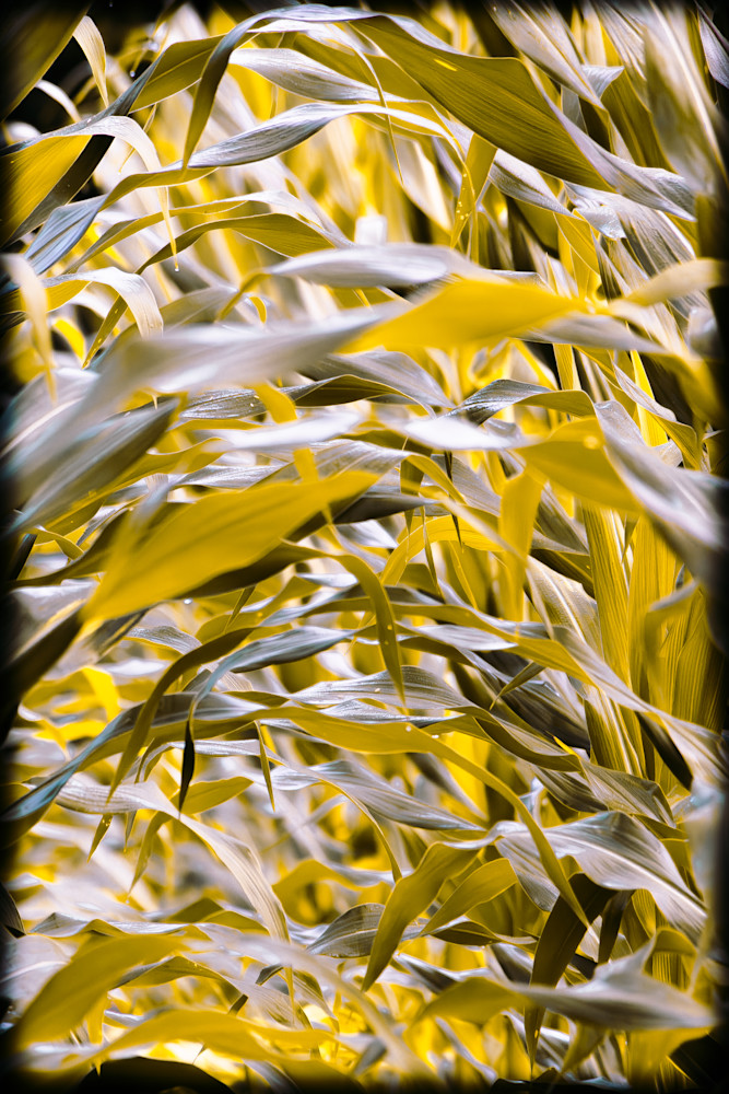 Yellow Corn Stalks Photography Art | Kimberly Umstead Photography