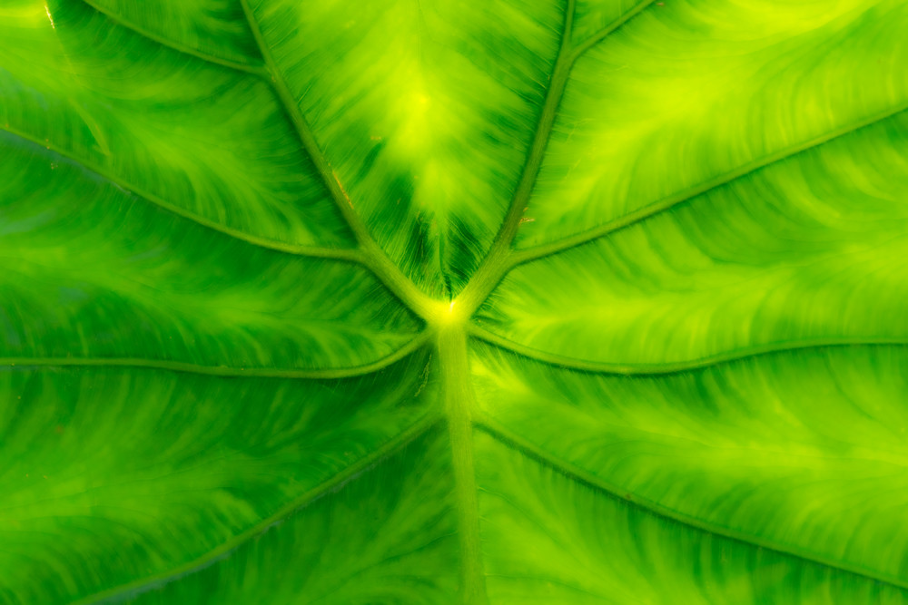 Soft Elephant Ear Photography Art | Kimberly Umstead Photography