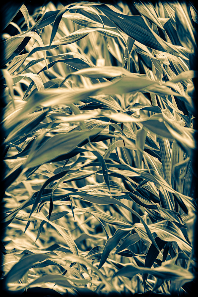 Antique Corn Stalks Photography Art | Kimberly Umstead Photography