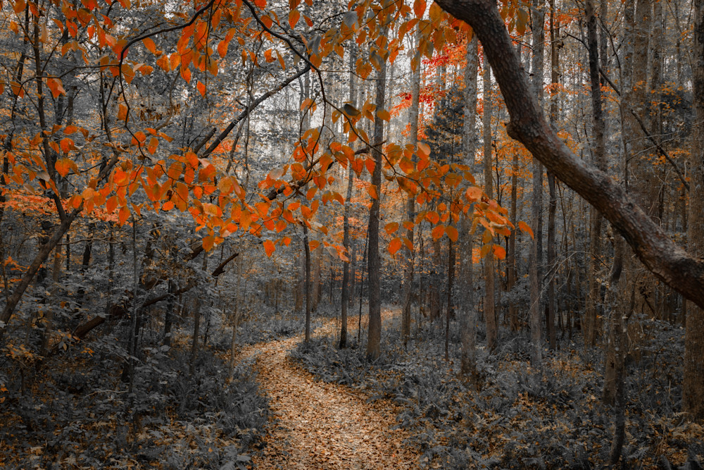Orange Path Photography Art | Kimberly Umstead Photography