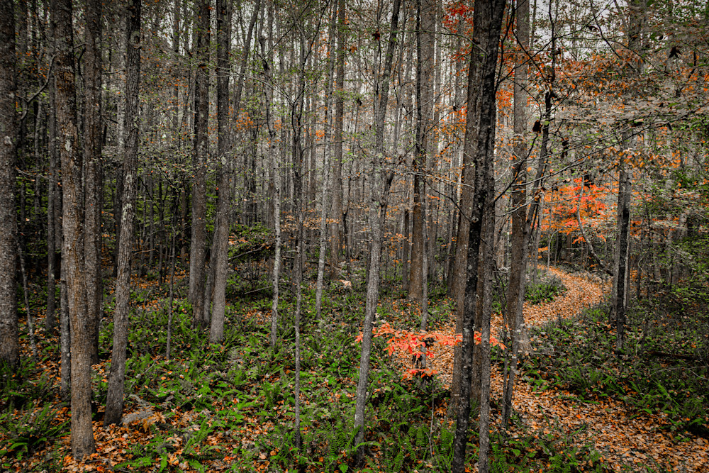 Fern Valley Trail Photography Art | Kimberly Umstead Photography