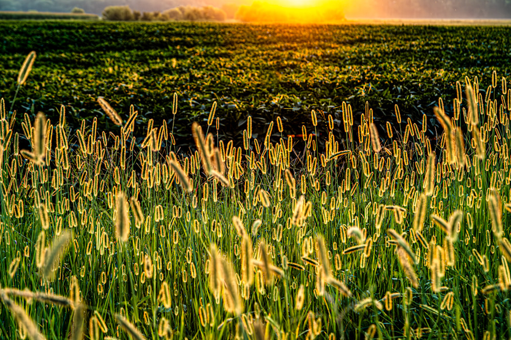 Foxtail Sunset Photography Art | Kimberly Umstead Photography