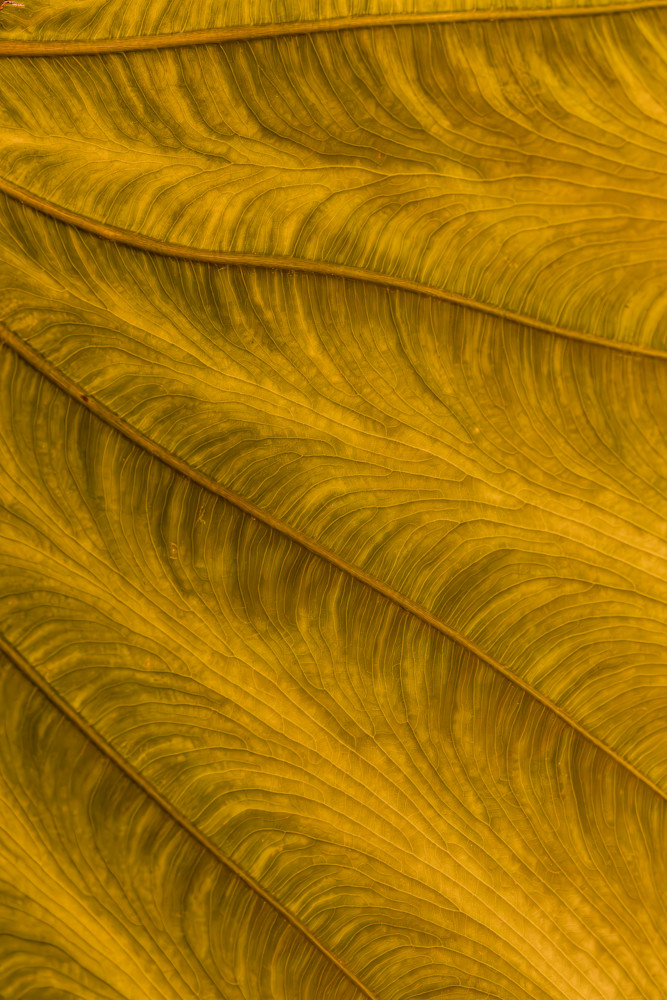 Golden Elephant Ear Photography Art | Kimberly Umstead Photography