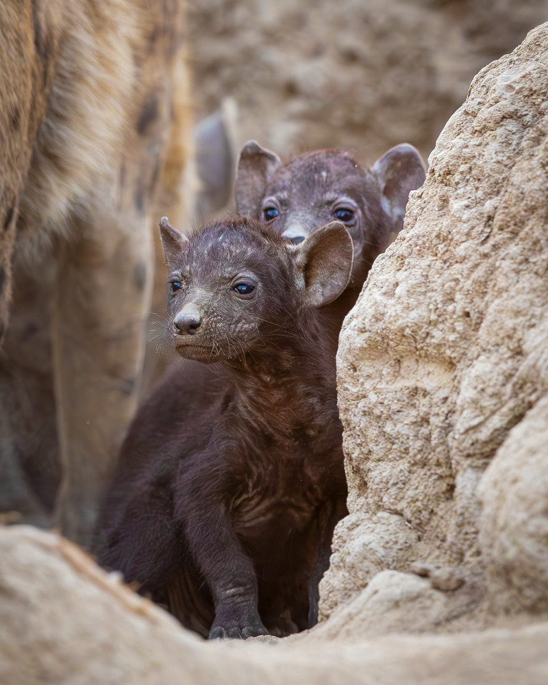 Hyena Pups 1 Photography Art | Kasden Photography