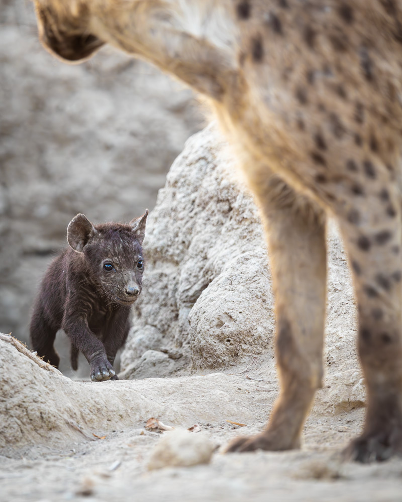Moma Hyena & Pup 1 Photography Art | Kasden Photography