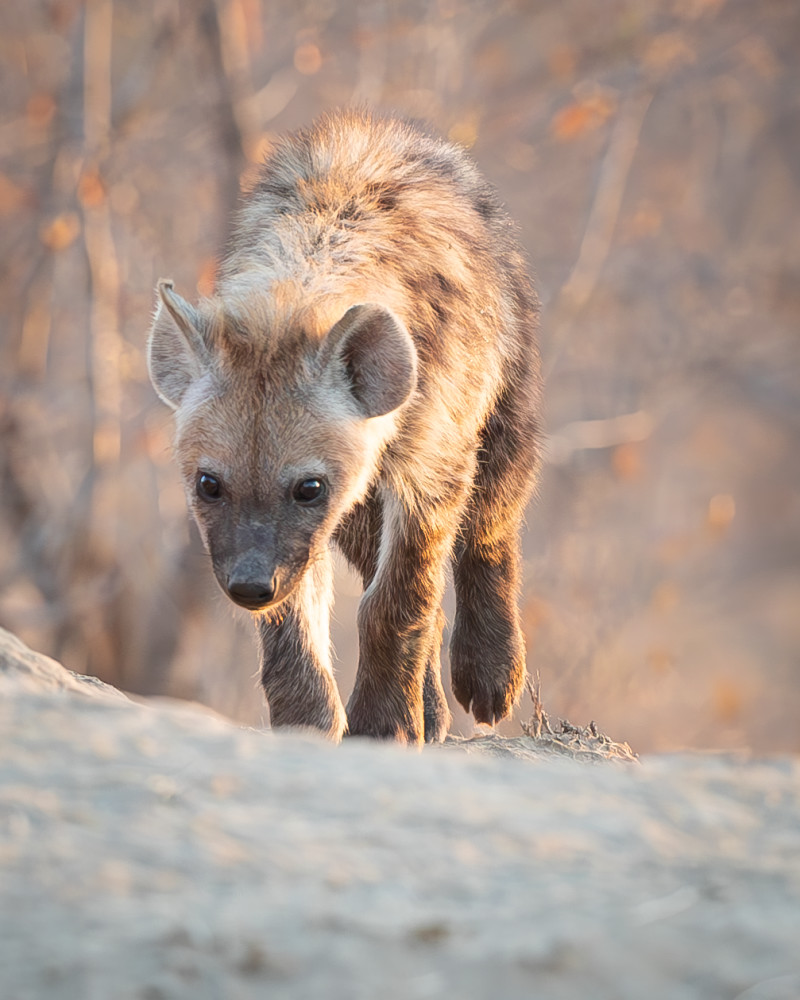 Hyena Youth 1 Photography Art | Kasden Photography