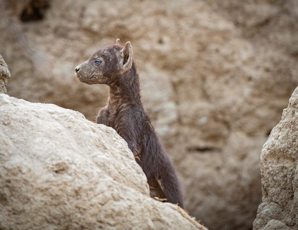 Hyena Pup 2 Photography Art | Kasden Photography