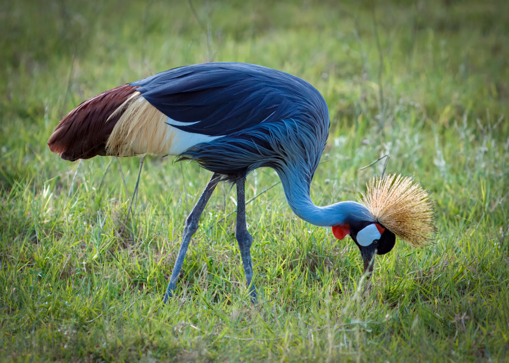 Grey Crowned Crane Photography Art | Kasden Photography