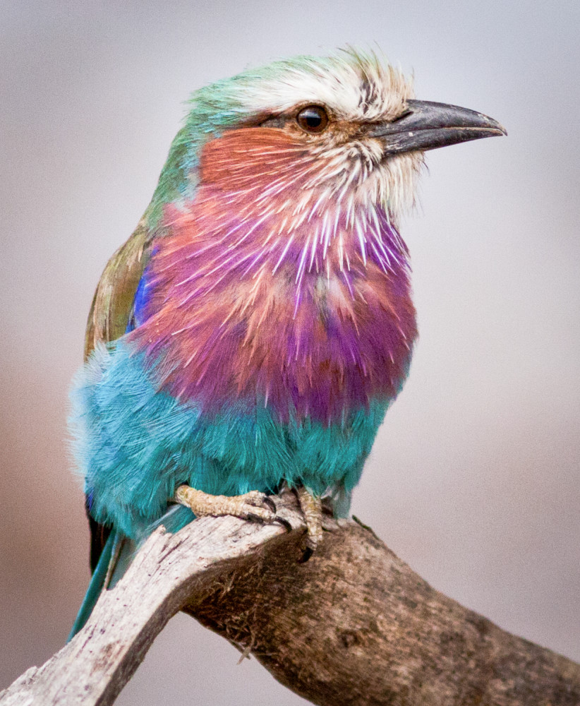 Lilac Breasted Roller Photography Art | Kasden Photography